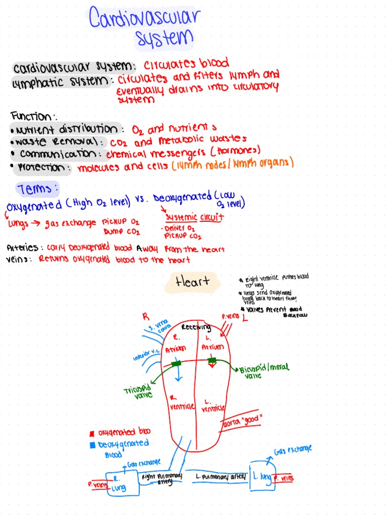 Cardiovascular System Overview and Functions | PDF | Bone | Digestion