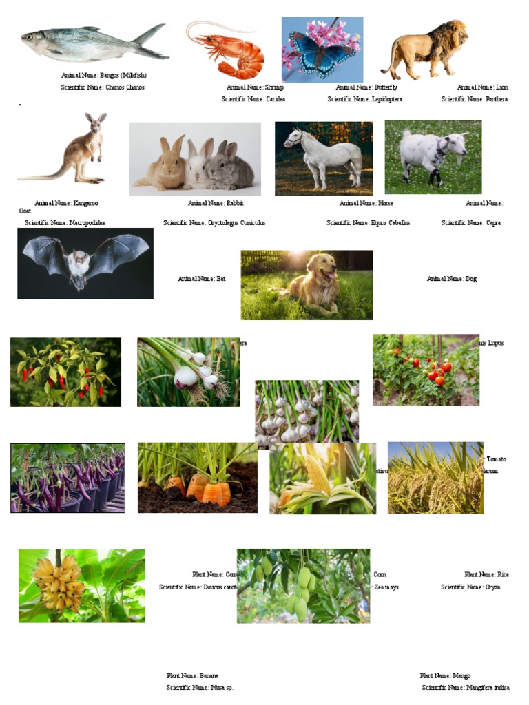 scientific-names-of-animals-and-plants-pdf