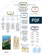 Mapa Membrana Celular