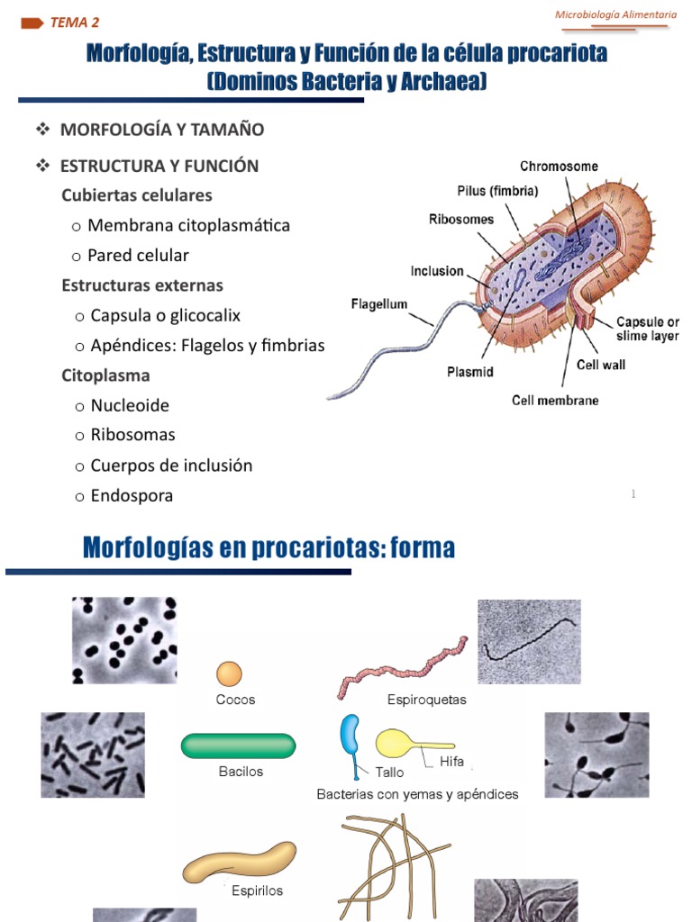 Estructura y Morfología de Bacterias | PDF | Las bacterias | Biología ...
