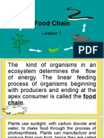 Food Chain & Web