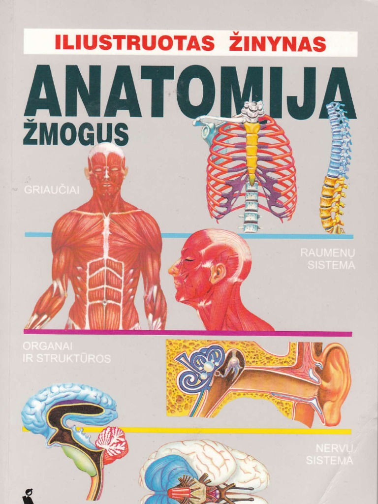 Anatomija Zmogus 1999