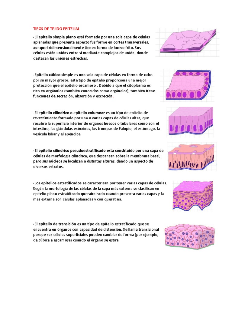 Tipos de Tejido Epitelial y Sus Características | PDF | Salud y ...