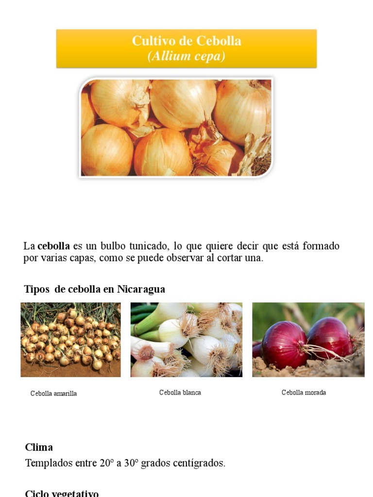Cultivo de cebolla en Nicaragua: guía completa | PDF | Siembra | Cosecha