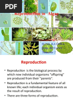 Ken Matsu  04 Bibliography PDF | PDF | Spruce | Pinophyta