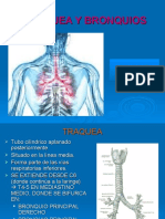 Traquea y Bronquios