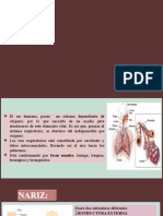 Histologia Nariz