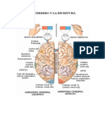 El Cerebro y La Escritura