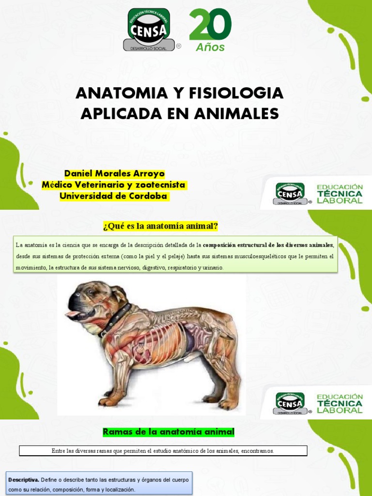 Anatomia De Los Animales Pdf Esqueleto Anatomía
