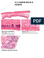 Sistema Digestivo I - Cavidad Bucal y Estructuras Asociadas