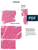 Sistema Cardiovascular