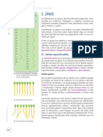 Bio-1°-BGU U2 Lípidos y Vitaminas