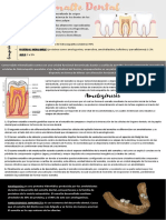 Esmalte y Amelogenesis