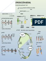 Mapa Conceptual Reproduccion Asexual 4