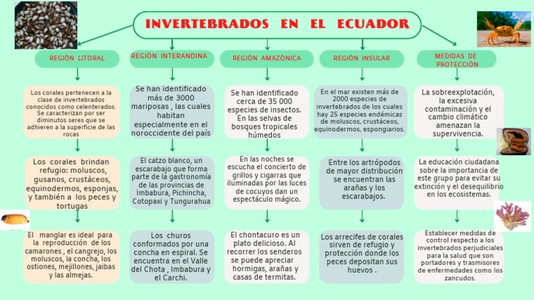 Invertebrados en El Ecuador | PDF | Invertebrado | Organismos