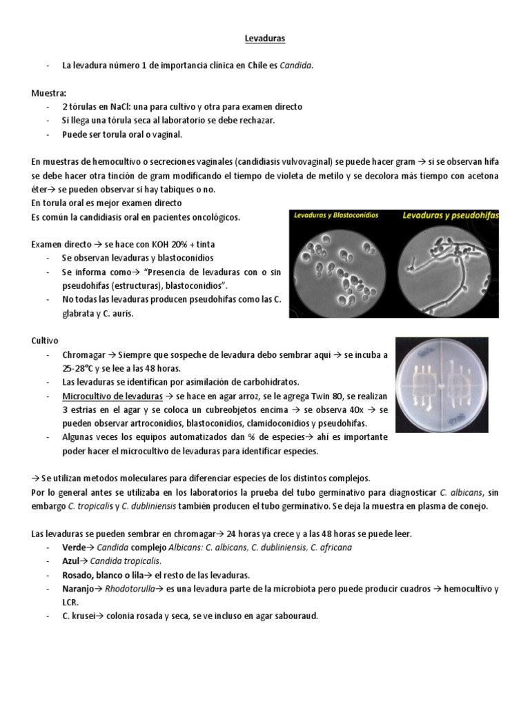 Hongos Iii Pdf Candidiasis Levadura