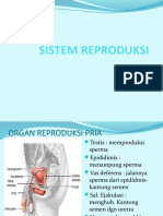 Sistem Reproduksi