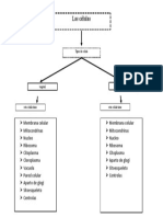 Cuadro Comparativo de Las Celulas