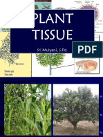 02 - Plant Tissues