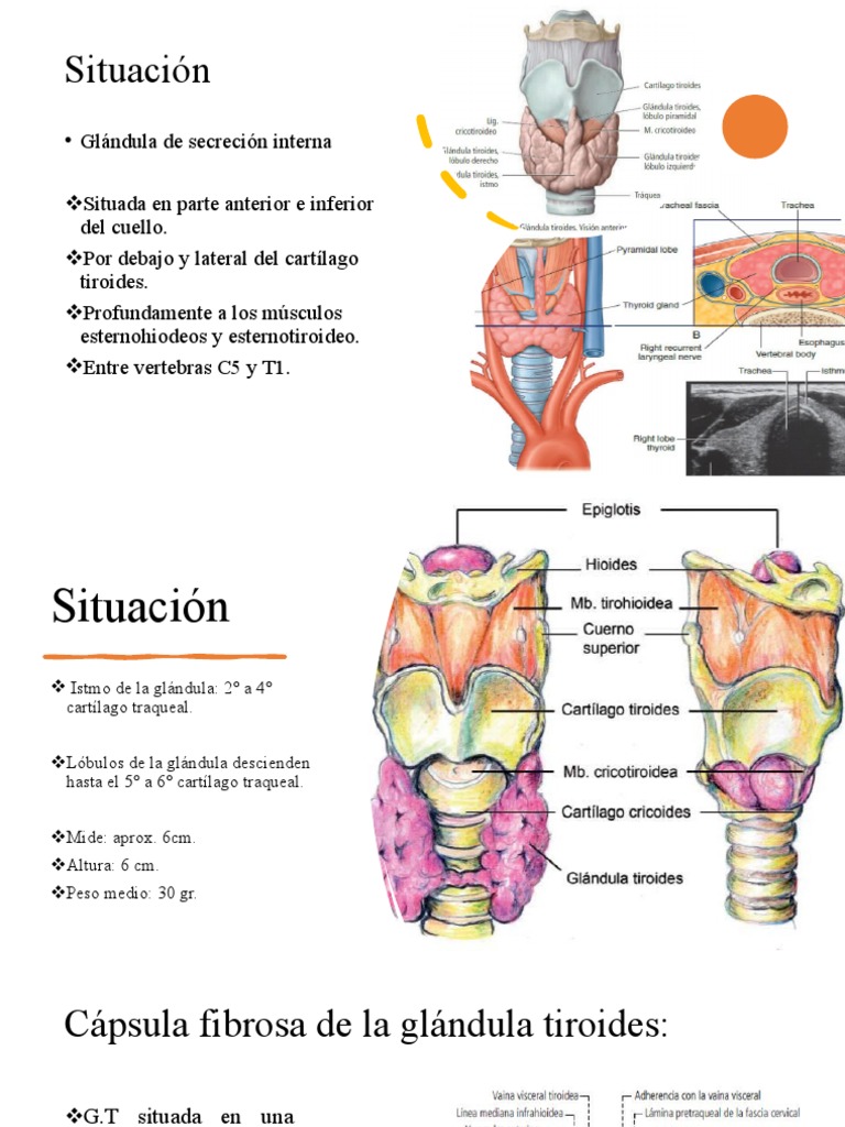Anatomía de la Glándula Tiroides | PDF | Tiroides | Anatomía humana