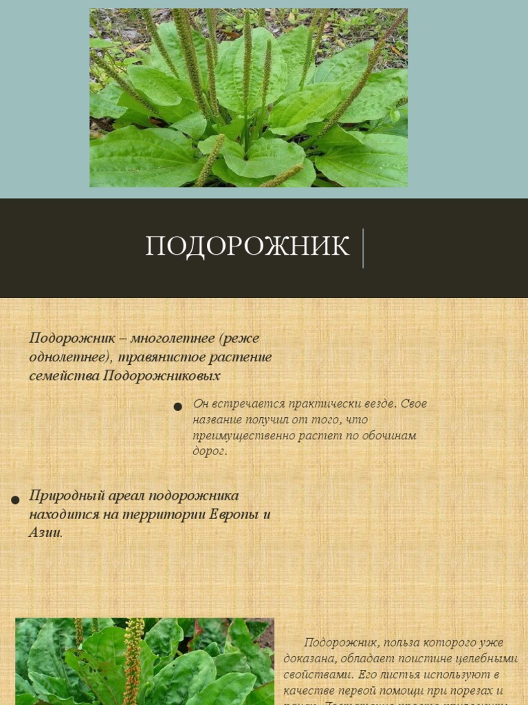 Лопух описания для гербария. Подорожник лекарственное растение. Как выглядит лопух и подорожник. Жилкование листа подорожника. Строение подорожника.