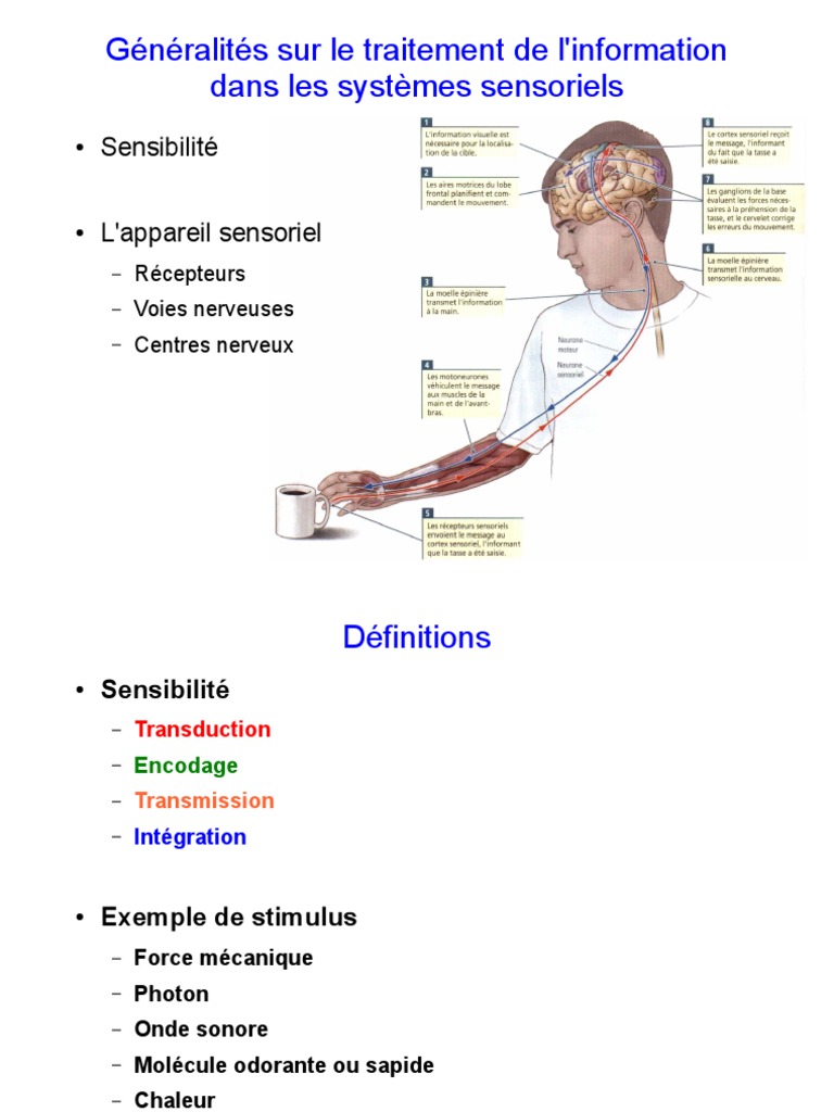 Traitement de l'information sensorielle | PDF | Sens (physiologie ...