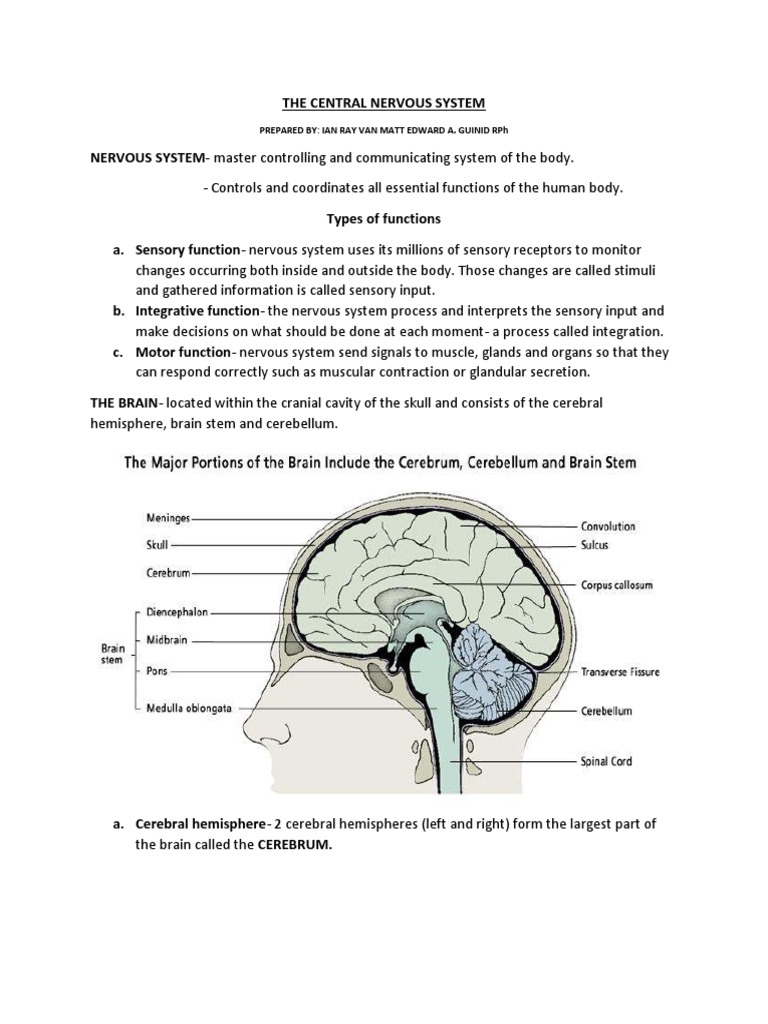 THE CENTRAL NERVOUS SYSTEM | PDF