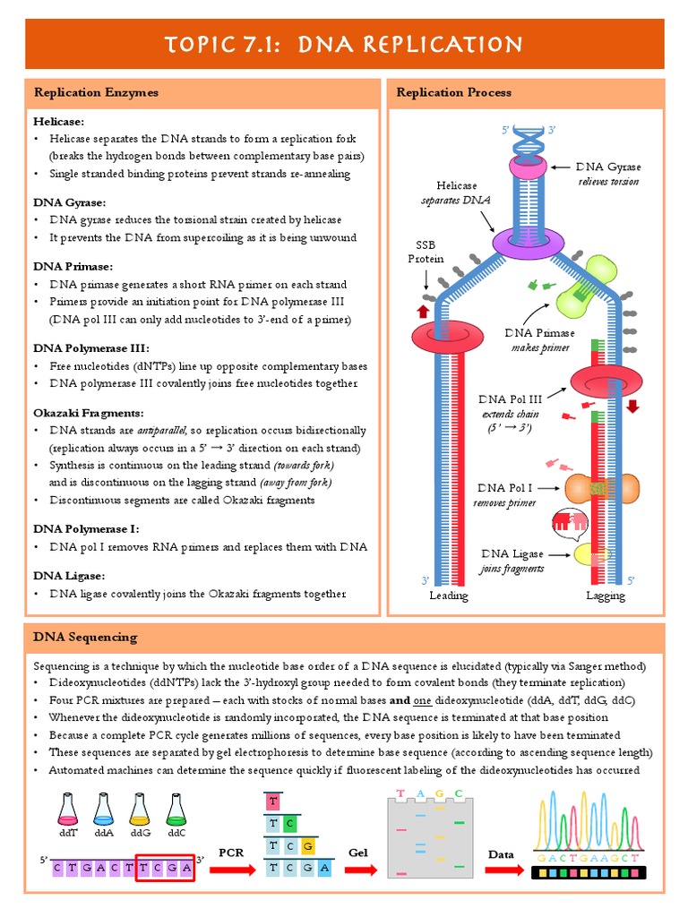 DNA Replication and Transcription Overview | PDF | Translation (Biology ...