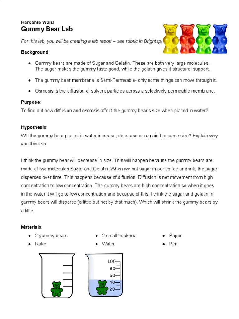 Gummy Bear Lab Osmosis and Diffusion PDF Osmosis Diffusion