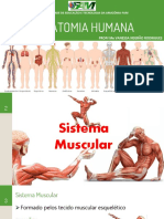 Aula 3 - Sistema Muscular