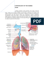 Iv. Anatomy and Physiology of The Human Respiratory System