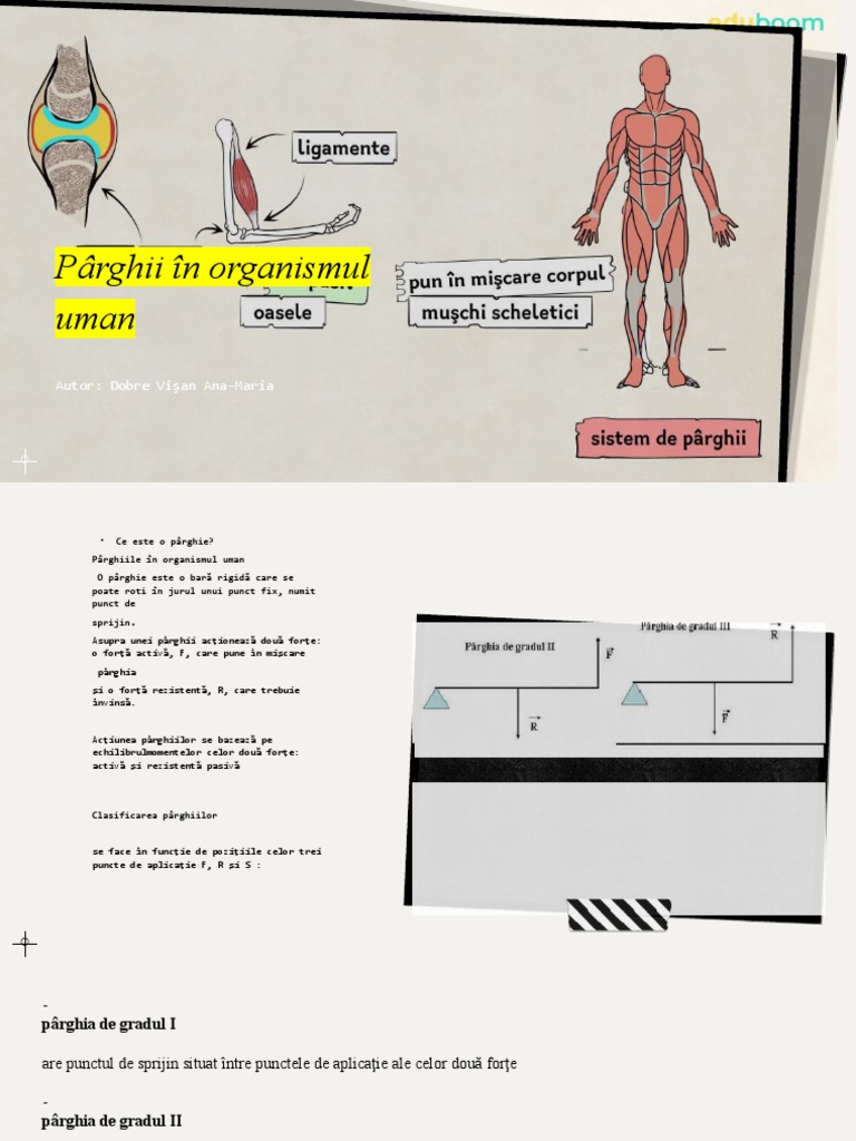 Pârghii În Organismul Uman | PDF