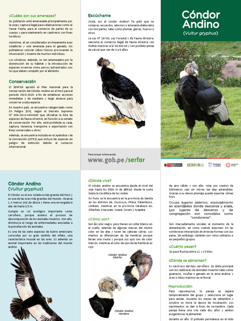 Infografía del Cóndor Andino para Niños | PDF | Aves | Ornitología