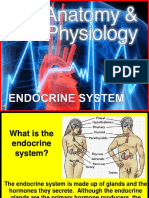 Endocrine-System Science Lesson