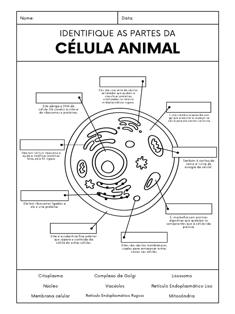 Atividade célula animal | PDF