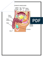 APARATO MASCULINO CARATULA wwwbbbbb1