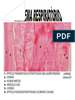 Cap.11 - Sistema Respiratório