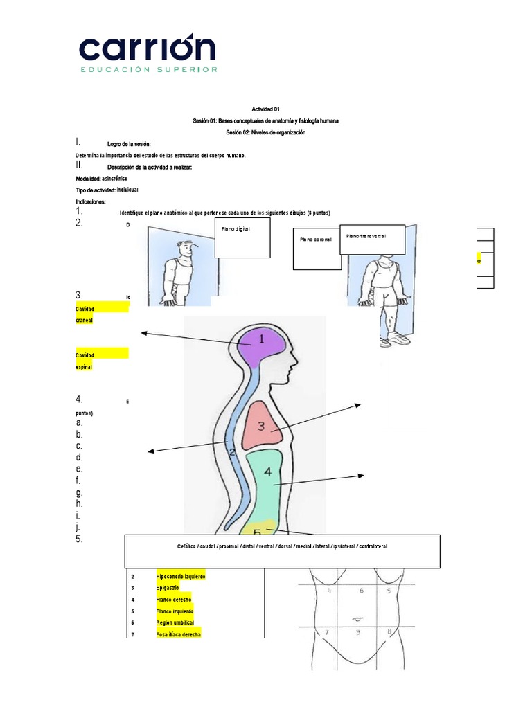 Guia De Trabajo De Bases Conceptuales De Anatomia Y Fisiologia Humana Pdf