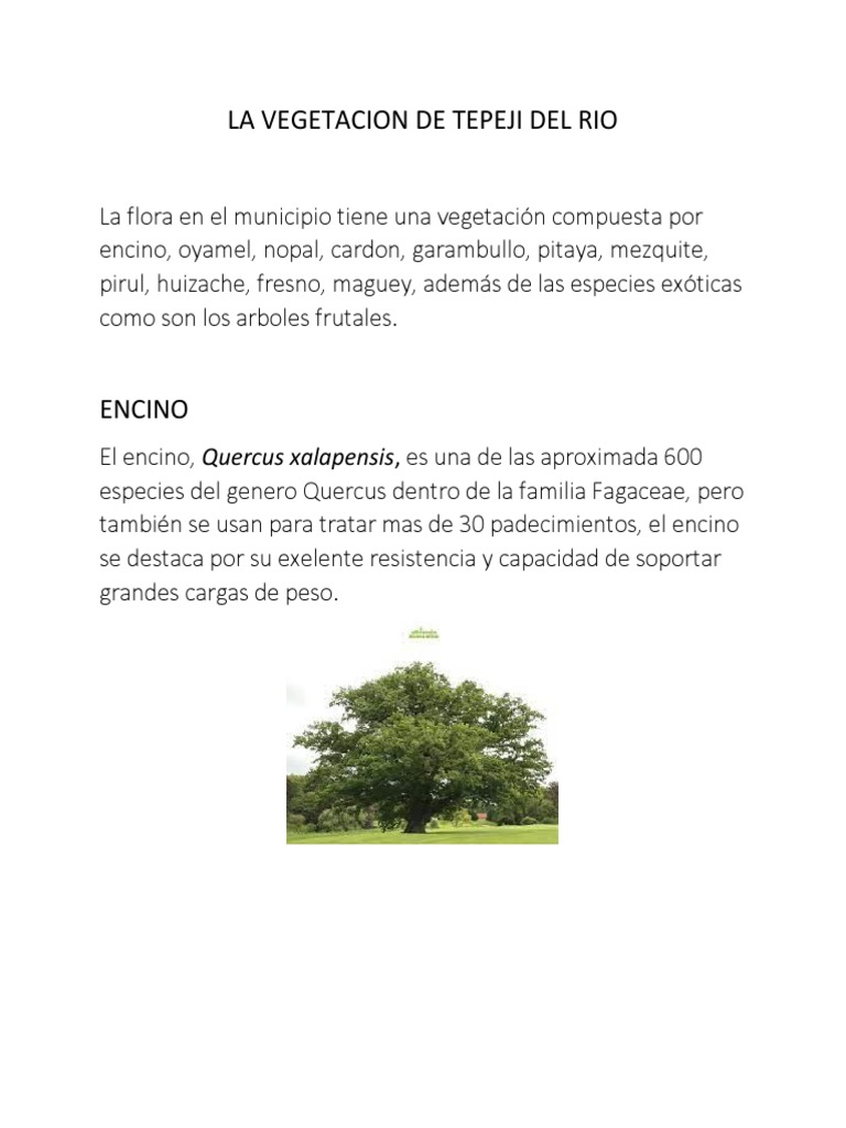 La Vegetacion de Tepeji Del Rio 1 | PDF