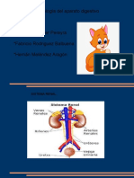 Sistema Renal