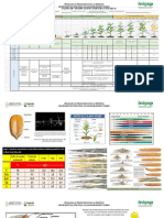 Presentacion Del Ciclo Fenologico Del Maiz 2022