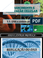 B - DNA e Síntese Proteica (Replicação Do DNA)