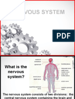 Nervous System