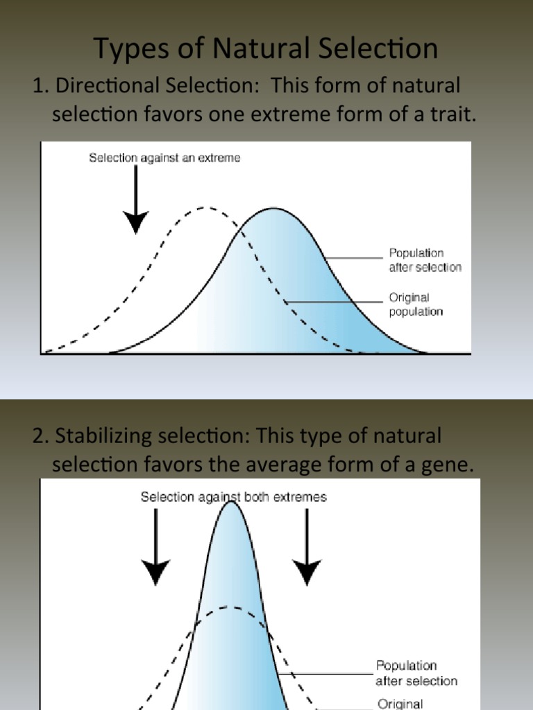 5 Types of Natural Selection PDF