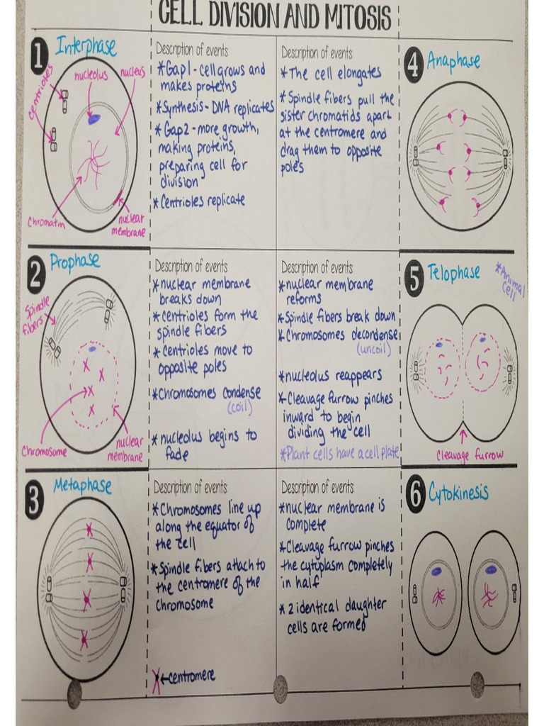 Cell Cycle Notes Biology Diagrams
