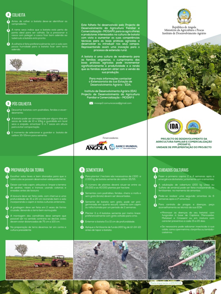 Boas Práticas na Cultivo de Batata em Angola | PDF | Tecnologia e ...