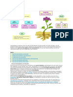 Las Plantas Se Originaron Hace Ya Más de 500 Millones de Años A Partir de Un Tipo de Alga y