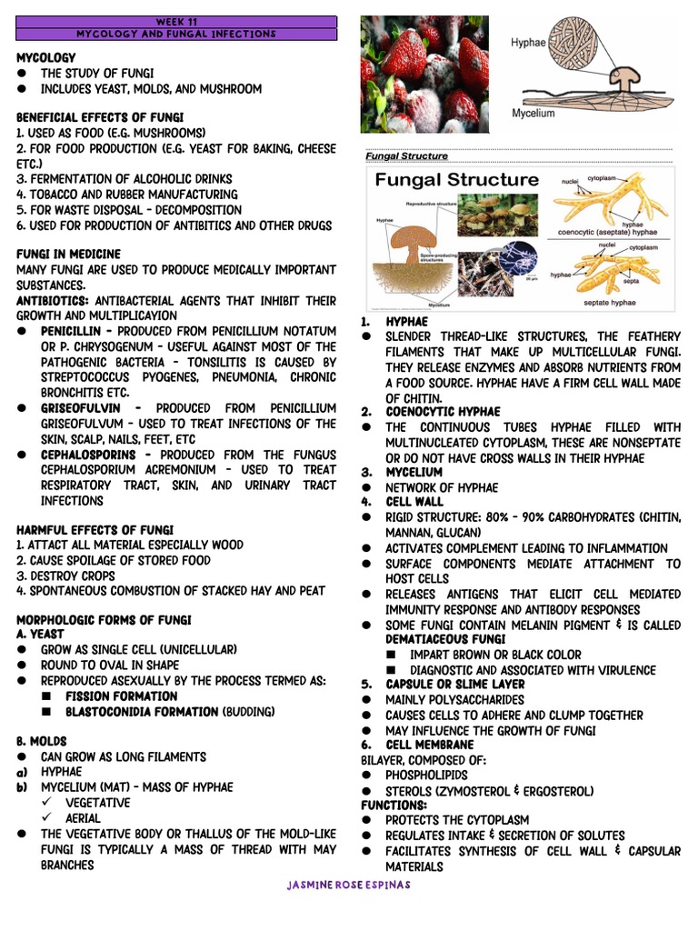 Micp Week 11 Mycology Fungal Infections | PDF