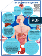 The Human Digestive System