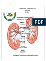 Nefrologia Neurona